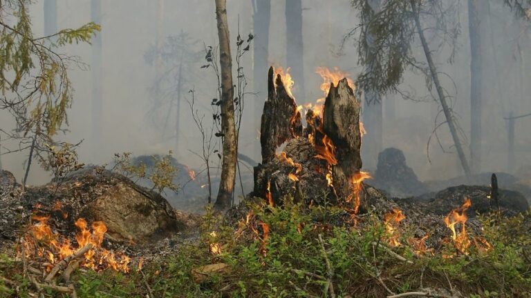 Waldbrand Im Taunus Unter Kontrolle – Einsatz Dauert An