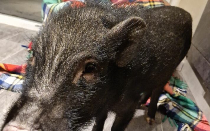 Polizei Rettet Verwahrlostes Hausschwein Von Balkon – Sinntal