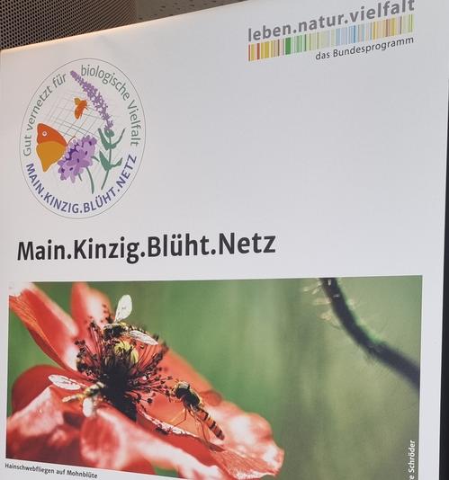 Wanderausstellung Im Gründauer Rathaus – “Lebensräume Für Insekten Im Main-Kinzig-Kreis”