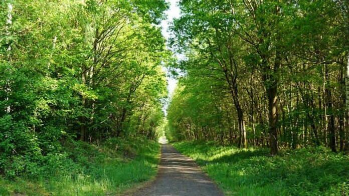 Verantwortungsvoller Waldschutz statt dauerhafter Stilllegung