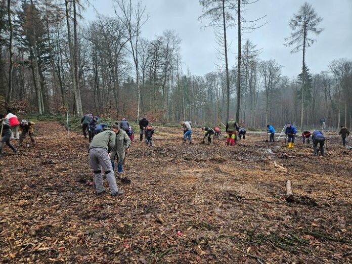 Baumpflanzaktion im Gründauer Gemeindewald am 30.11.2024