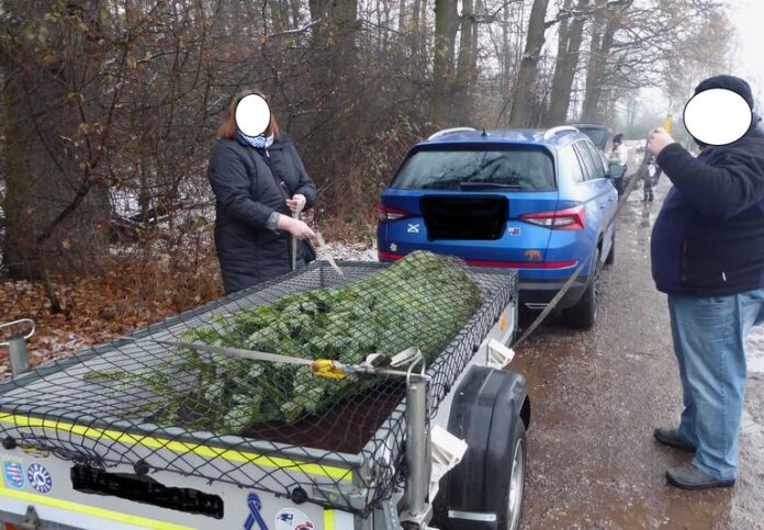 Sicher und stressfrei: Weihnachtsbaumtransport leicht gemacht • Dachgepäckträger bei Familienausflug empfehlenswert• Baum wird immer mit dem Stamm