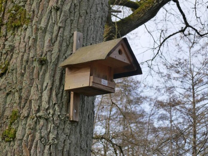 Arten- und Bestandschwund in heimischer Vogelwelt - Ein Hilferuf vom NABU