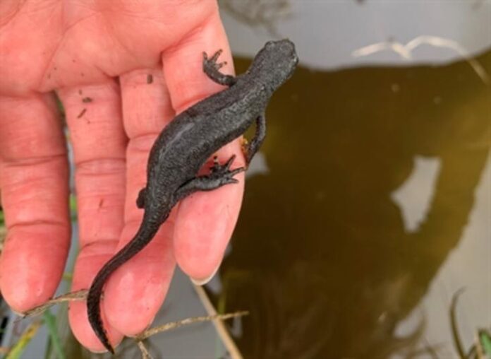 Wasser für Wildtiere