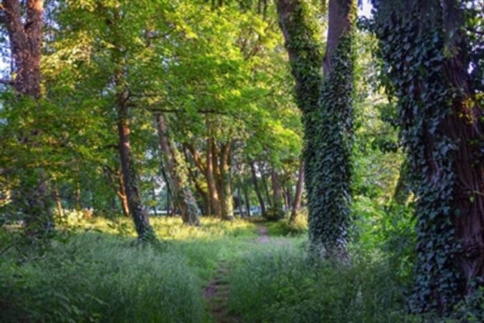 Heimische Wildpflanzen kennenlernen