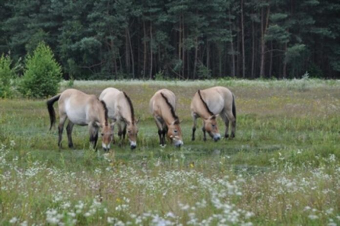 Garten entdecken und Wildtiere erleben