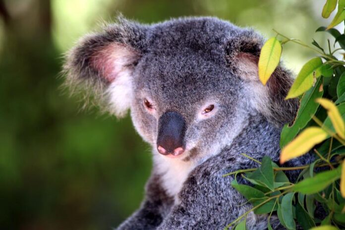 Kostenloser Kinoabend über Australien