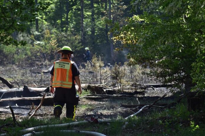Waldbrand im Hanauer Stadtwald – Feuerwehr verhindert größere Ausbreitung durch schnellen Einsatz