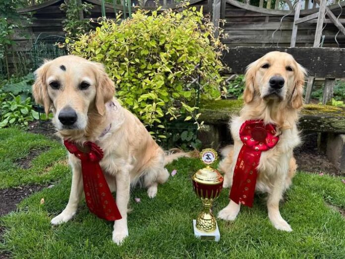 Hundesportverein Erbstadt: Landesmeisterschaft Rally Obedience in Hünstetten-Görsrot