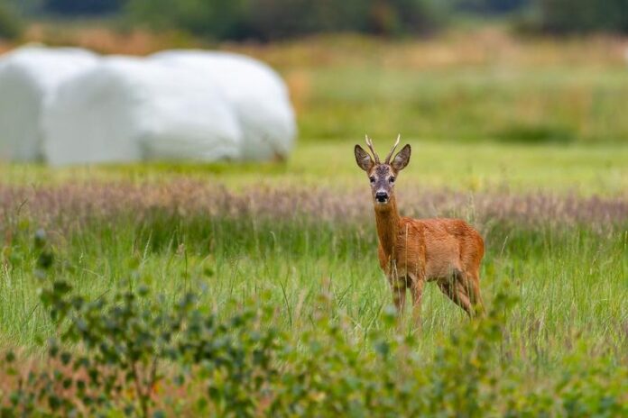 Erhöhte Wildunfallgefahr: Paarungszeit der Rehe beginnt Mitte Juli