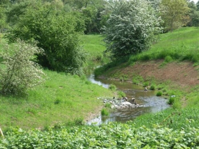 Maintal investiert in Artenvielfalt und Hochwasserschutz