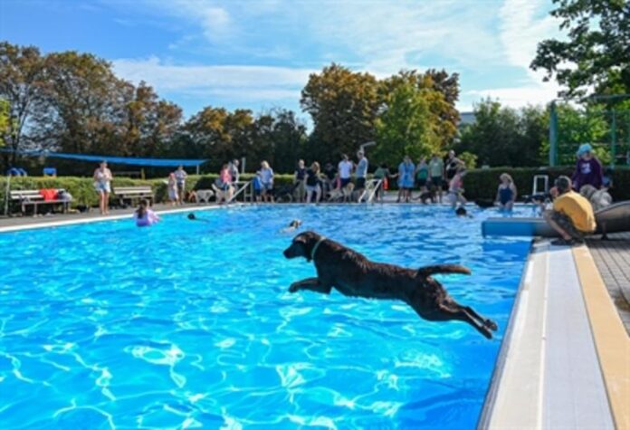 305856V-392157fdd1defaf022029ffd9fb14e26 Fellnasen erobern das Lindenau-Freibad