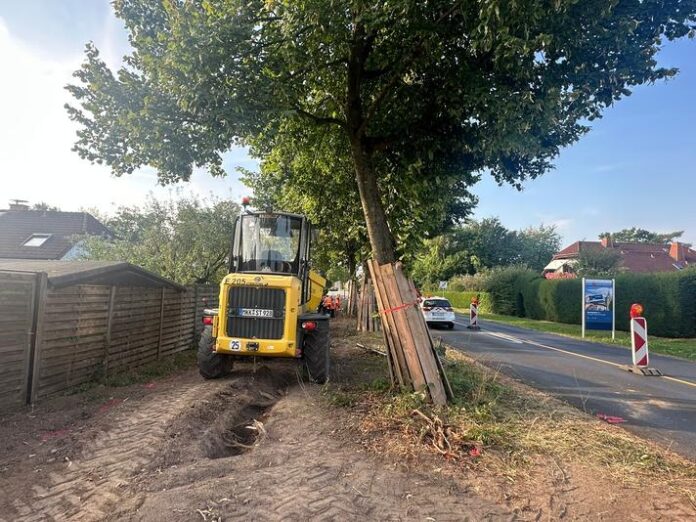 Alte Bäume weichen, neue Bäume kommen