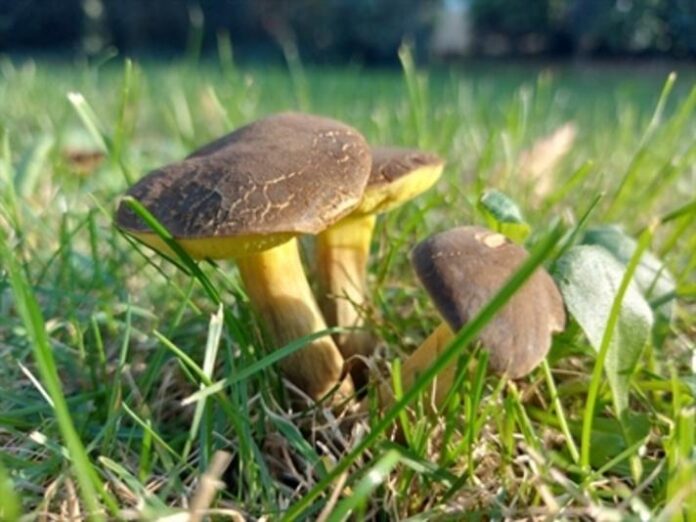 Vom Wald in den Korb – Pilzexpertise in Maintal