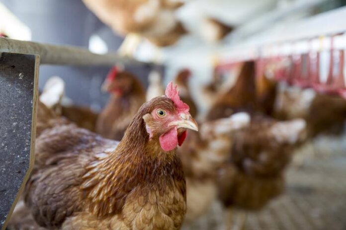 Amt für Veterinärwesen und Verbraucherschutz Vogelgrippe: Sicherheitsstandards werden erhöht