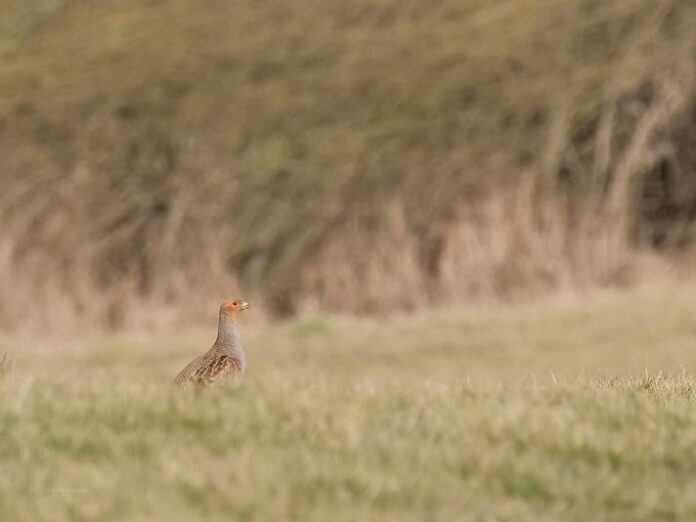 Rebhuhn zum Vogel des Jahres 2026 gewählt: Nidderauer Kooperation zeigt Wege zum Artenschutz