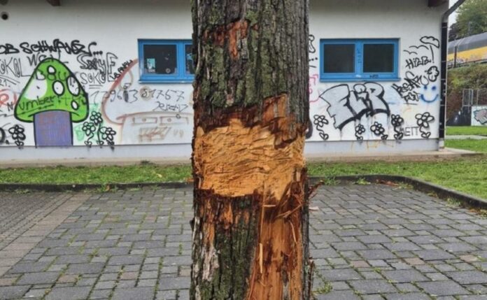 Hinweise erbeten: Wer hat den Baumbeschädigt? - Bruchköbel