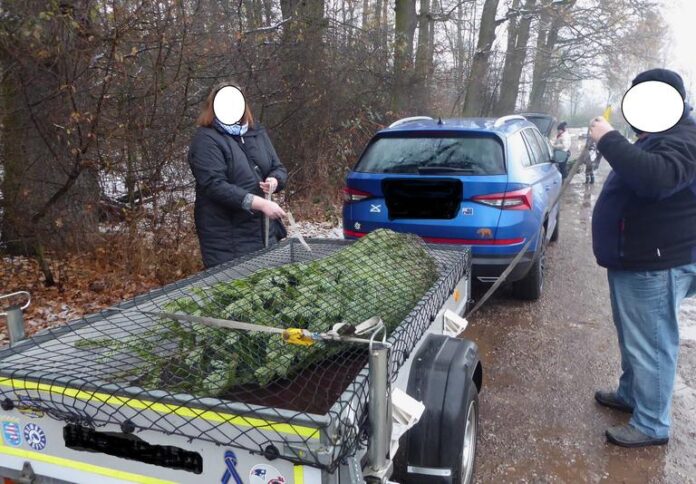 Weihnachtsbaumtransport: So kommt die Tanne mit Auto, Mietwagen, Lastenrad und ÖPNV sicher nach Hause