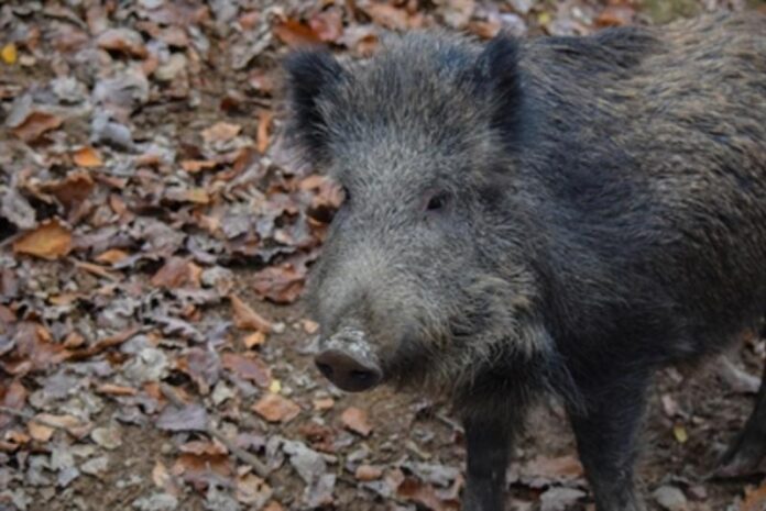 Sicheres Verhalten bei Begegnung mit Wildschweinen