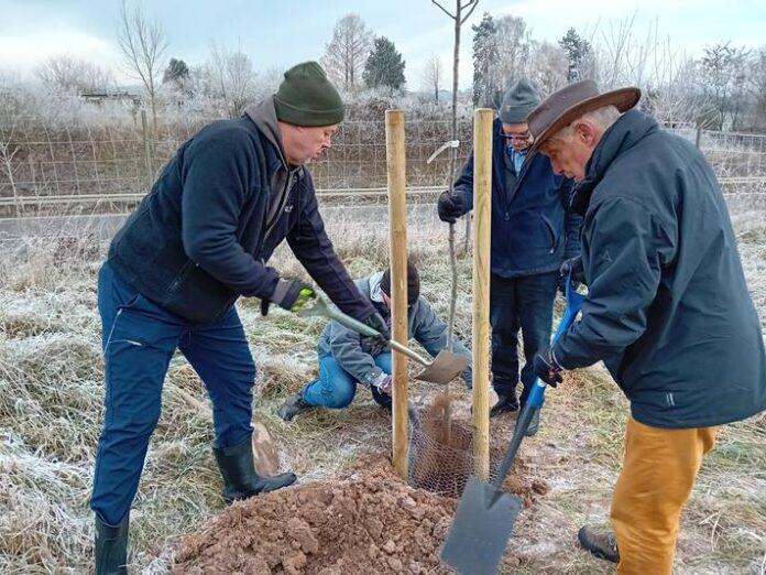 Winterliche Baumpflanzung im Sortengarten: Ein Vermächtnis für den Erhalt alter Obstsorten