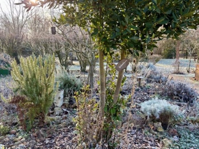 Workshop im Umweltzentrum: Hausapotheke selbst gemacht