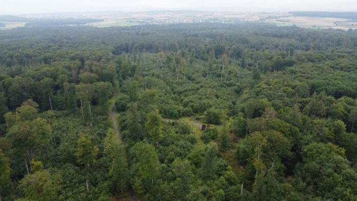 2. Drohnenflug für Forsteinrichtung