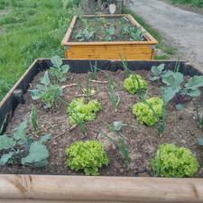 PM OGV Eichen Nidderau Gemueseanbau Bild 2 9f765227b622d08016927051c95c5a6a