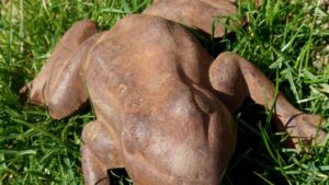 01 kroete frosch 5358b69cf6d7533b164777533872244e mkk 950x534