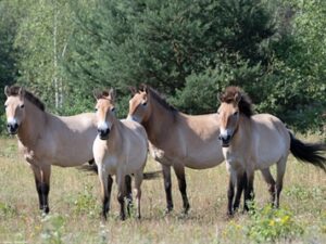 317366v 75b65daa161f8c8bbde8210520ea6563 mkk