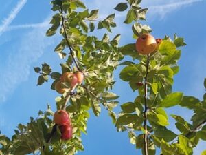 317425v 0e453b25a096235fe12c608569de1209 mkk