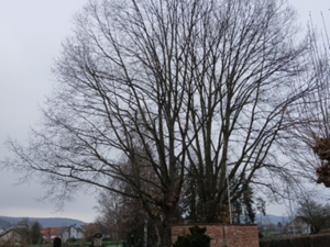 bild3 a2964d8a6d3bd3defbeebe6da874dfa0 mkk