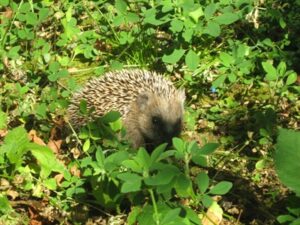 hedgehog a4404a613a8028eea19099c329bcc1d0 mkk