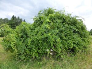 oeffentlichkeitsbeteiligung invasive arten 2 69b3abb4f8d54d31cc2e7b620081f456 mkk