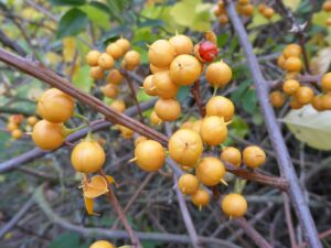 oeffentlichkeitsbeteiligung invasive arten 3 5958cbbe803126228ada3de0180546f6 mkk