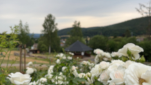 rosengaertchen rossbach 6d306b31ee201c074703085fa57b6436 mkk 950x534