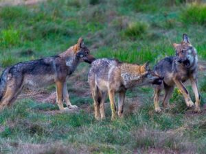 gomille6813 v wildwolves new3 1000 185de7ccf1b218e30e3c4b4fd00651a1 mkk